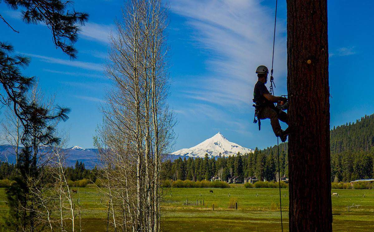 ccb rules for tree cutting and pruning in oregon