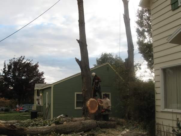 Removing a Tree near a house